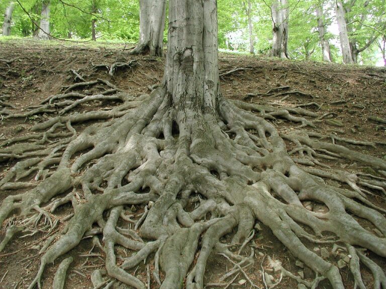 Tree roots and tree trunk